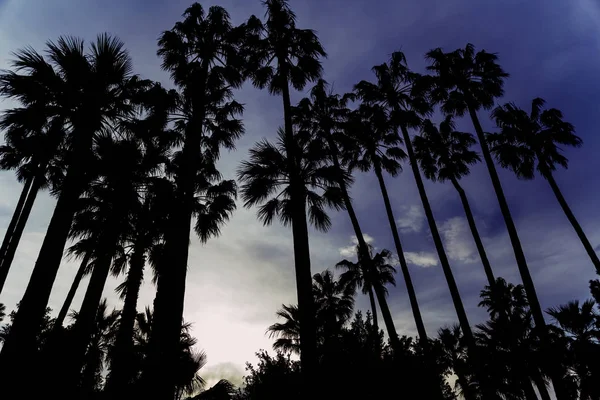 Exotic palm trees on the Croisette in Cannes at dusk with stormy — Stock Photo, Image