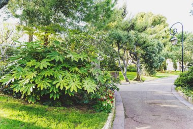 xotic bitki ve deniz Monaco'nın park göster