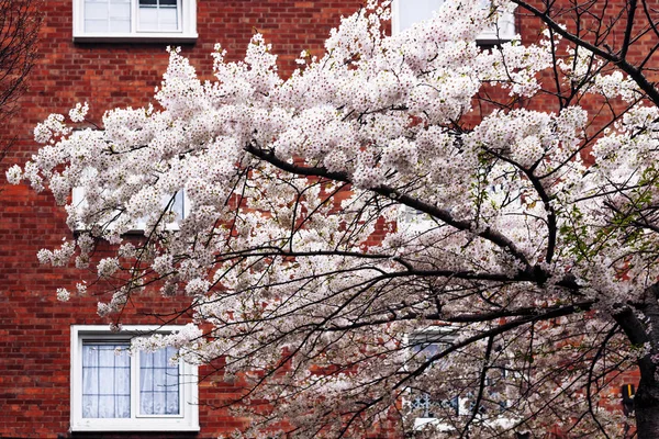 더블린에 집 외관 앞 봄 꽃 나무 — 스톡 사진