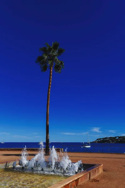 Palmboom en detail van een fontein in de tuin van de stad van Antibe — Stockfoto