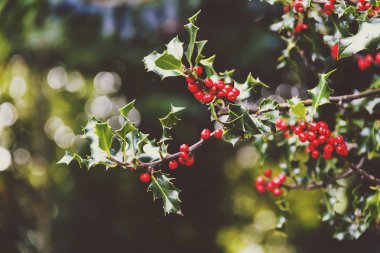 Ökse otu ağaç arka planda yumuşak bokeh ile