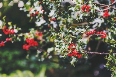 Ökse otu ağaç arka planda yumuşak bokeh ile