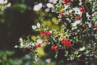 Ökse otu ağaç arka planda yumuşak bokeh ile