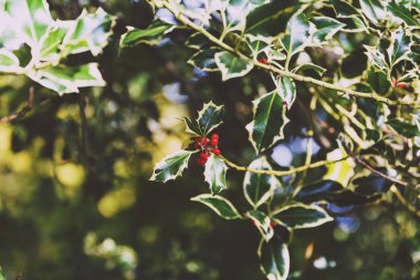 Ökse otu ağaç arka planda yumuşak bokeh ile