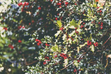 Ökse otu ağaç arka planda yumuşak bokeh ile