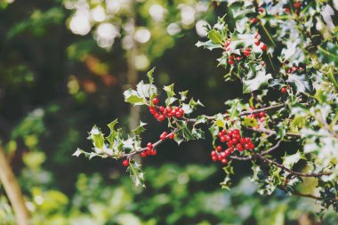 Ökse otu ağaç arka planda yumuşak bokeh ile