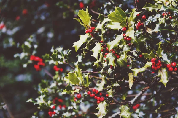 Ökse otu ağaç arka planda yumuşak bokeh ile