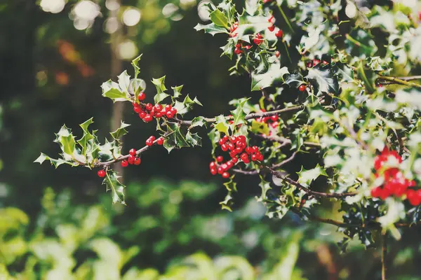 Ökse otu ağaç arka planda yumuşak bokeh ile