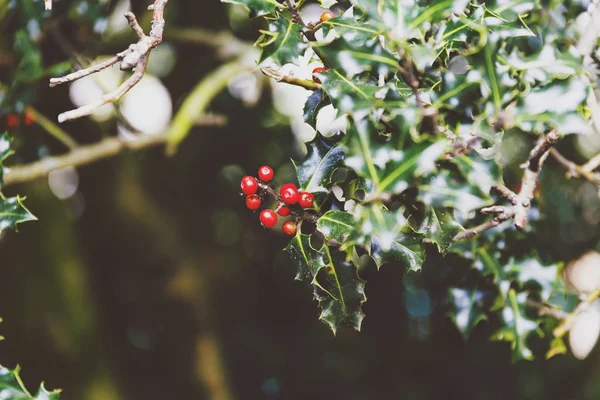 Ökse otu ağaç arka planda yumuşak bokeh ile