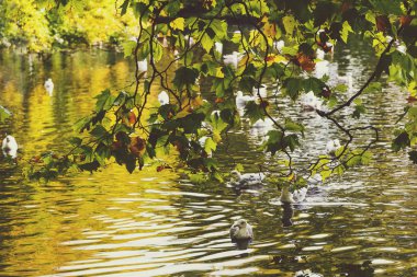 ördekler ve ağaç dalları, sarı yapraklar, th sonbahar gölet