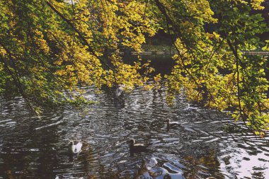ördekler ve ağaç dalları, sarı yapraklar, th sonbahar gölet