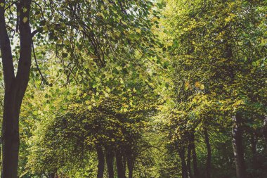 ağaç Galeri uzun ve kalın bitki örtüsü ile dizilmiş