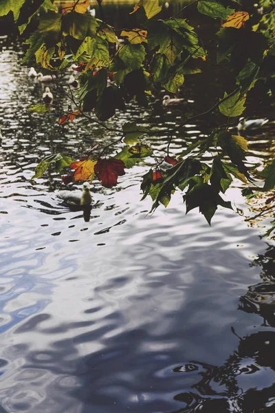 Lagoa com patos e folhas amarelas de galhos de árvore, outono no th — Fotografia de Stock