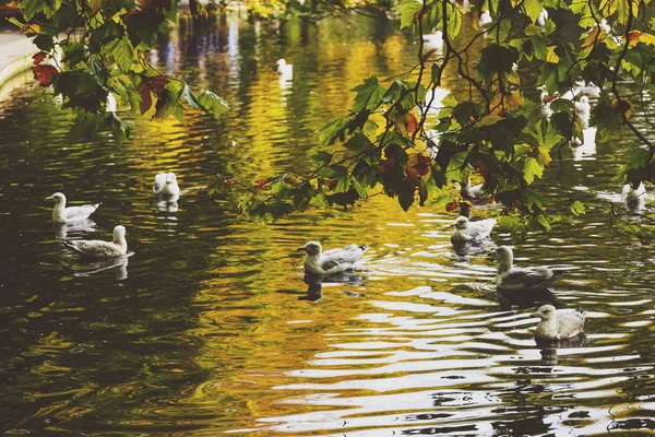 Lagoa com patos e folhas amarelas de galhos de árvore, outono no th — Fotografia de Stock