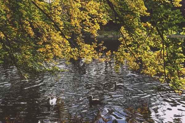 ördekler ve ağaç dalları, sarı yapraklar, th sonbahar gölet