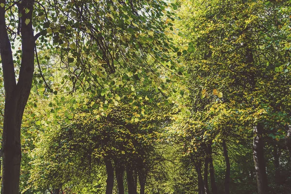 ağaç Galeri uzun ve kalın bitki örtüsü ile dizilmiş