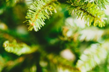 Atış alanının sığ derinlikte Noel ağacı dalları