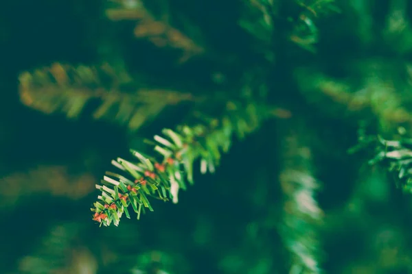 Christmas tree branches shot at shallow depth of field — Stock Photo, Image