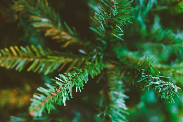 Ramos de árvore de Natal tiro em profundidade rasa de campo — Fotografia de Stock