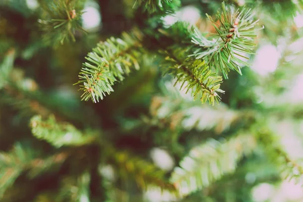 Christmas tree branches shot at shallow depth of field — Stock Photo, Image