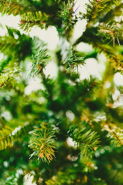 Christmas tree branches shot at shallow depth of field — Stock Photo, Image