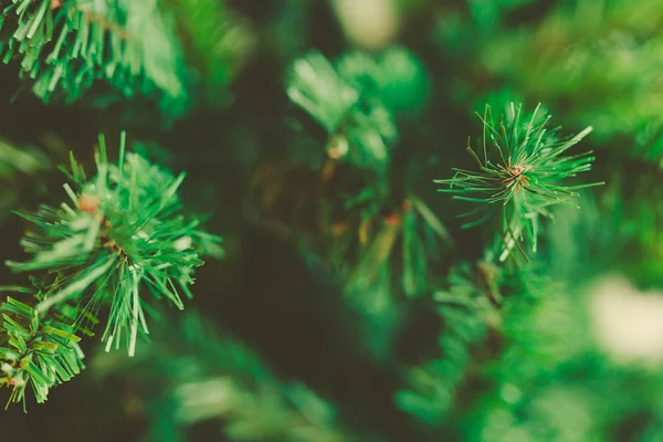 Vánoční stromek větve střílel na mělké hloubky ostrosti — Stock fotografie