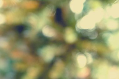bulanık ağaç arka plan bokeh etkisi ile 