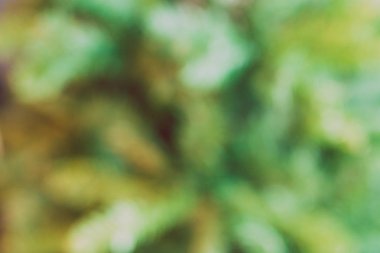 bulanık ağaç arka plan bokeh etkisi ile 