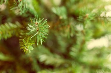 Noel ağacı dalları detay