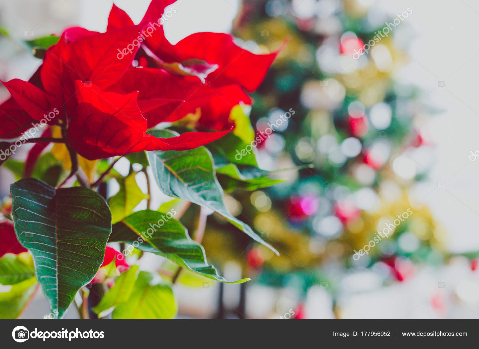Weihnachtsstern Pflanze Mit Weihnachtsbaum Im Hintergrund