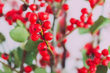 Noel demet çiçek ökse otu ile