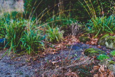 canlı yeşil yosun kaplı kaya