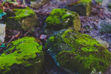 canlı yeşil yosun kaplı kaya