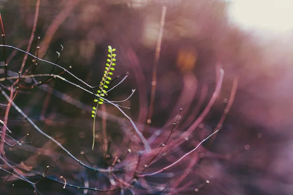 Уникальный лист среди голых ветвей — стоковое фото