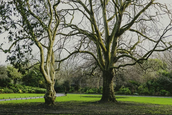 Detalhe de árvores de inverno e ramos no parque — Fotografia de Stock