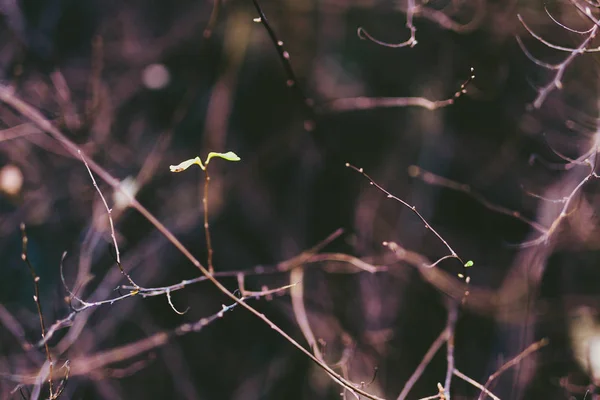 Çıplak dallar arasında benzersiz yaprak — Stok fotoğraf