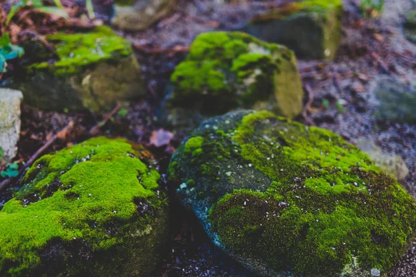 canlı yeşil yosun kaplı kaya