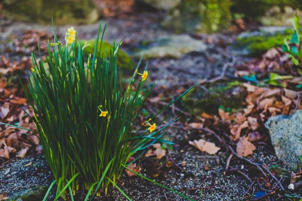 Liten buske av påskliljor med blommor omgiven av fallna lämna — Stockfoto