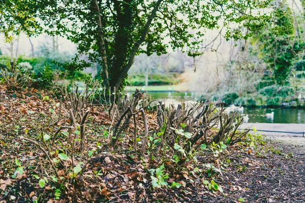 Knippen van boomstammen, omringd door de gevallen Herfstbladeren — Stockfoto