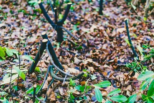 Срезанные стволы деревьев, окруженные осенью опавшими листьями — стоковое фото