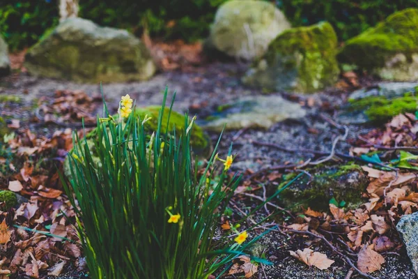 Liten buske av påskliljor med blommor omgiven av fallna lämna — Stockfoto