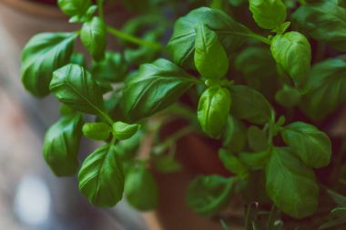 küçük fesleğen bitki doğal ışık ile kapalı ortamda bir tencerede
