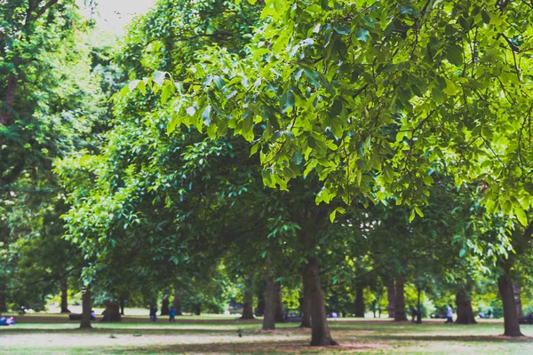 detail of lushy green city park with lines of trees