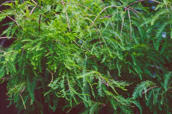 Lushy 잎 녹색 지점 — 스톡 사진