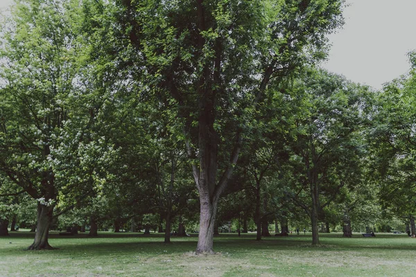 Detalj av lummig grön stadspark med rader av träd — Stockfoto