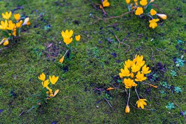 Flores de croco florescem em um prado verde — Fotografia de Stock
