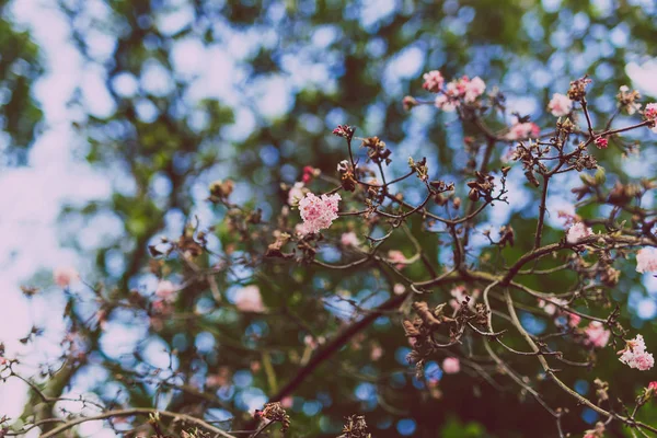 Fiori rosa su un albero sparo a profondità di campo poco profonde — Foto Stock