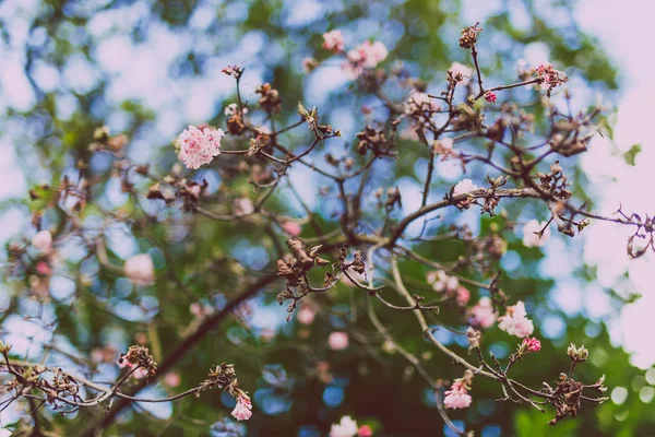 필드의 얕은 깊이에서 나무에 분홍색 꽃 촬영 — 스톡 사진