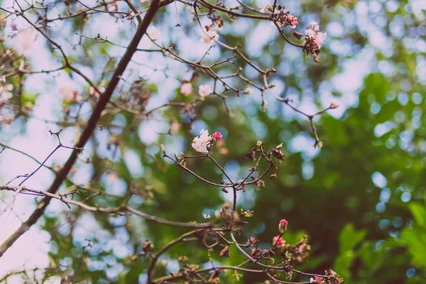 木にピンク色の花は、フィールドの浅い深さで撮影します。 — ストック写真