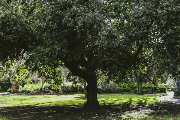 都市公園における緑豊かな葉を持つ木 — ストック写真